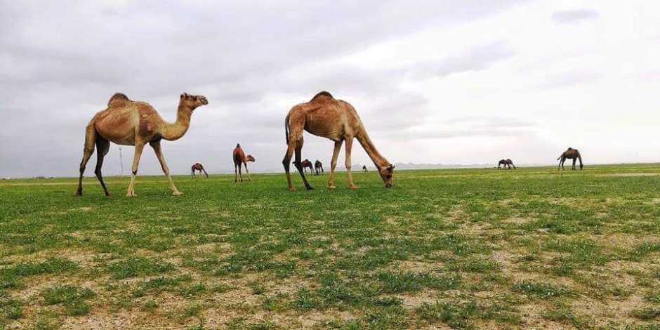 صحراء سيناء تكتسي باللون الأخضر.. «غزارة الأمطار» كلمة السر (صور)