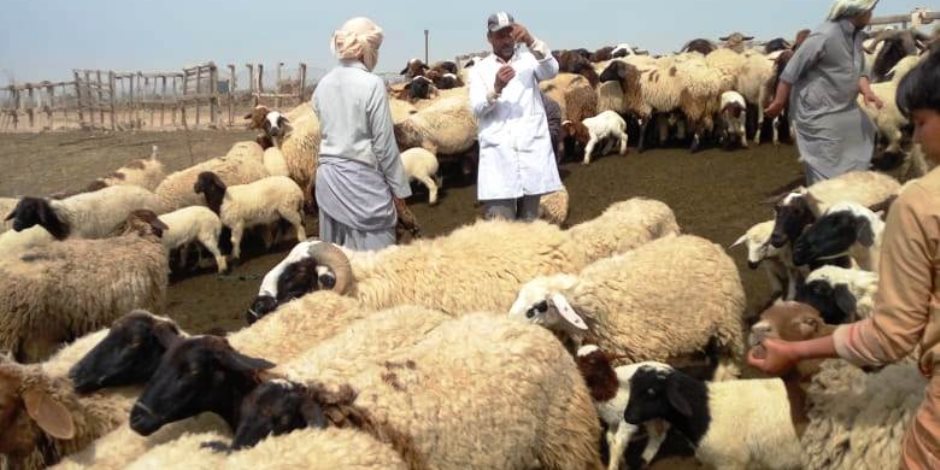 تزامنا مع الحملة القومية لتحصين الماشية.. نرصد إجراءات «الزراعة» ضد الممتنعين