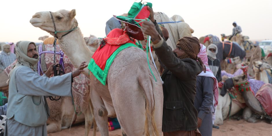 سباقات الهجن.. تراث بدوي أصيل تتوارثه الأجيال في سيناء