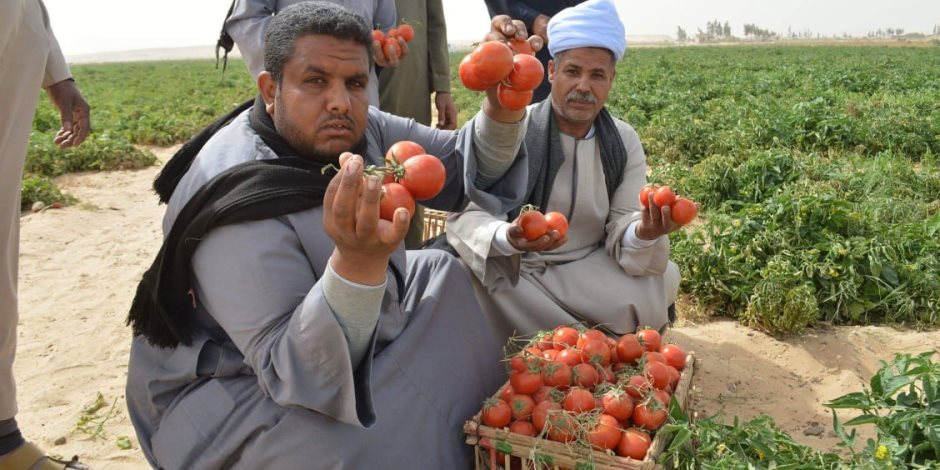 شبح التبوير يطارد 1000 فدان زراعي في غرب سوهاج