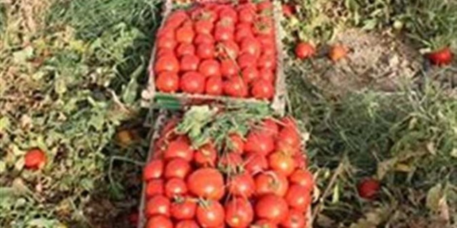 أهمها الطماطم والمانجو.. الموجة الحارة مازالت تهدد إنتاجية 9 محاصيل 