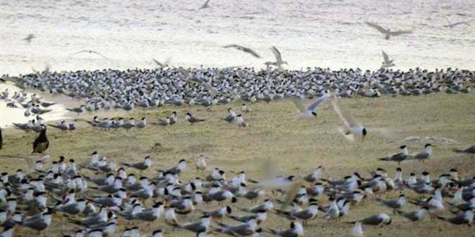 منها المهددة بالانقراض.. تفاصيل اليوم العالمي للطيور المهاجرة للبيئة