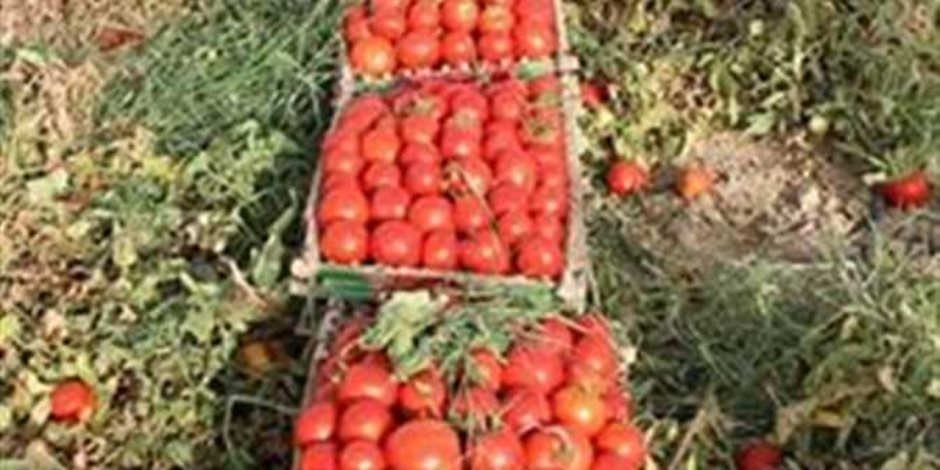 «المجنونة» تهدد بيوت الفلاحين.. انخفاض أسعار الطماطم سيدفع المزارعين لعدم زراعتها