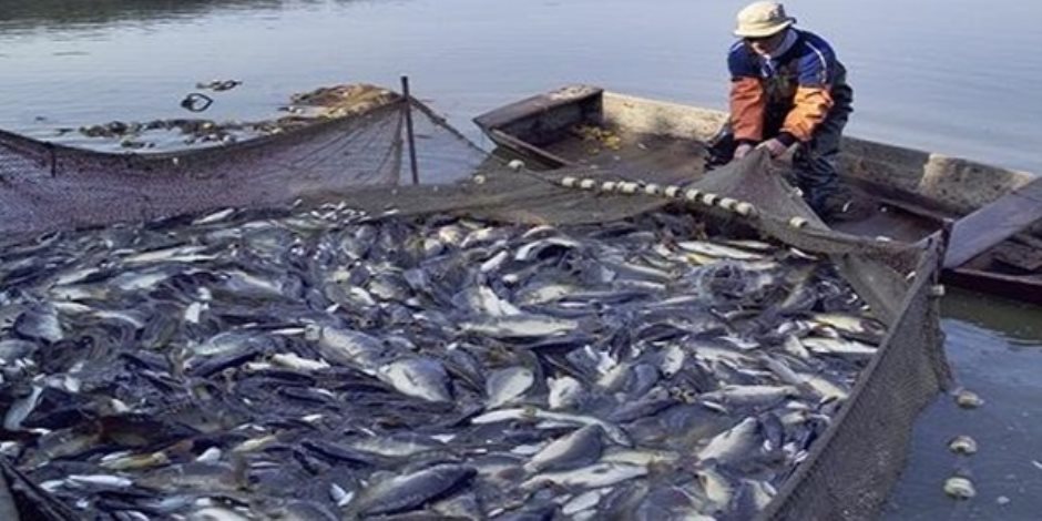 الثروة السمكية كنز يجري استعادته.. كيف خططت وزارة الزراعة لمضاعفة الانتاج؟ 