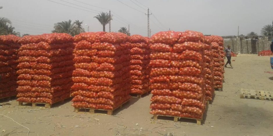«الزراعة»: ارتفاع صادرات البصل والثوم لـ 456 ألف طن