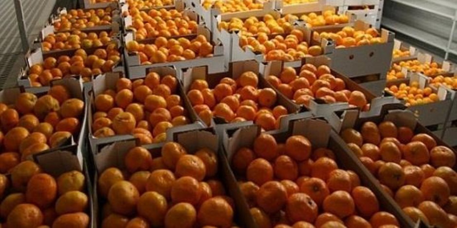 جهاز الإحصاء: صادرات البرتقال المصري ترتفع إلى 109 ملايين دولار في شهر واحد