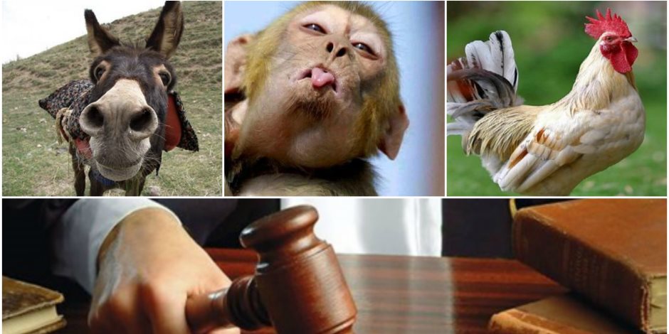 «حيوانات في قفص الاتهام».. أغرب الدعاوى القضائية بسجلات المحاكم