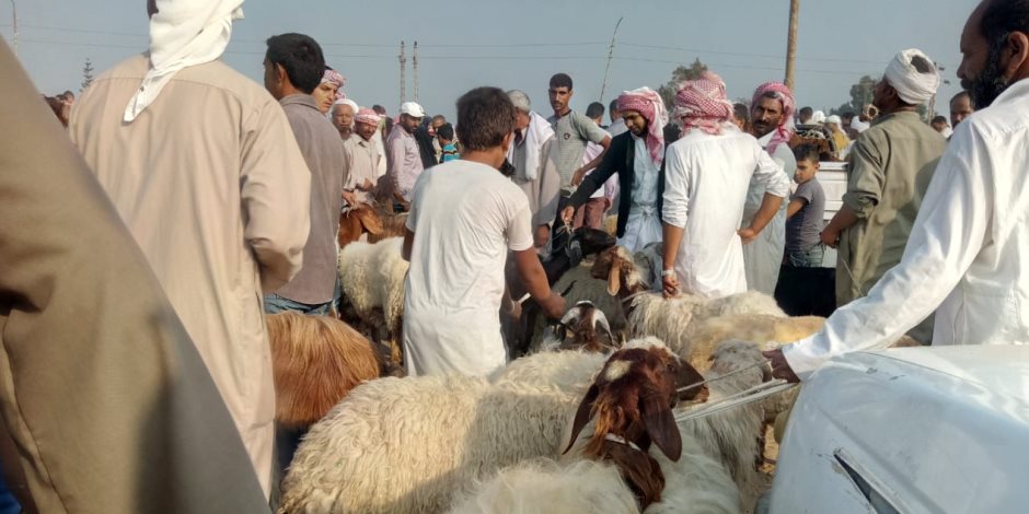 في أسواق شمال سيناء.. وفرة بأضاحي العيد.. والأسعار هادئة و «معقولة»  (صور وفيديو )