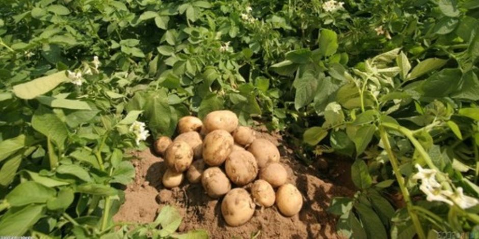 موسم حصاد البطاطس خير للكل.. متوسط الإنتاج من 11 إلى 12 طنًا للفدان