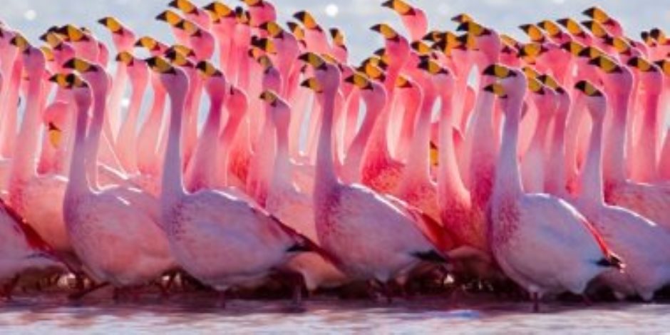 سر ظهو طيور الفلامنجو الوردي في اليونان