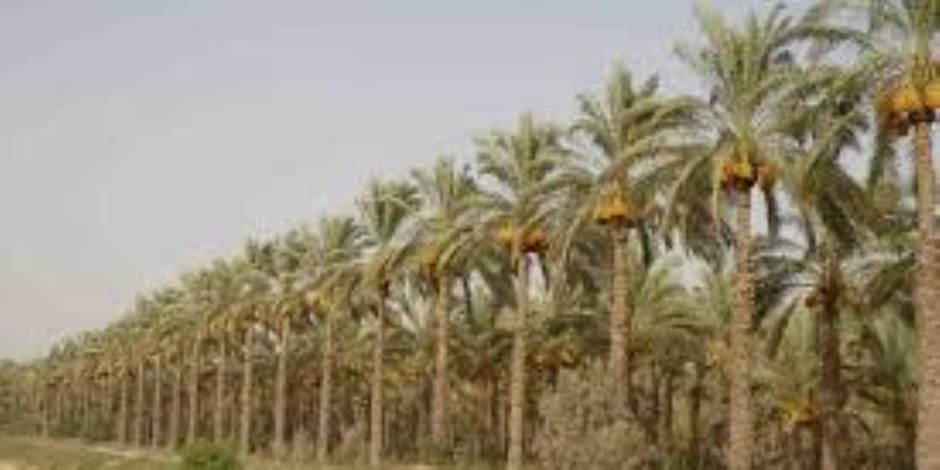 «الطفرات الوراثية» خطر يهدد زراعة النخيل فى مصر