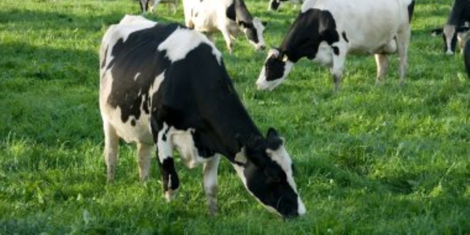 أبقار شاردة تزعج سكان منتجع جبلي في رومانيا (صور) 