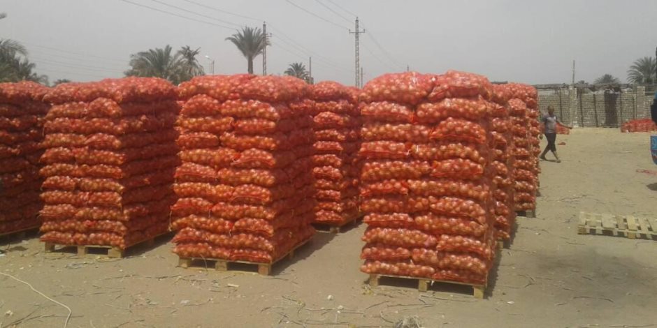 «ترشيد التصدير».. كلمة السر في منع ارتفاع أسعار محصول البصل
