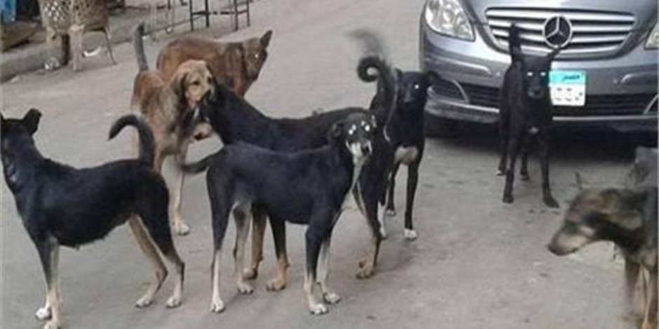 إصابة 22 طفلا عقرتهم كلاب ضالة أمام مجمع المدارس بأوسيم