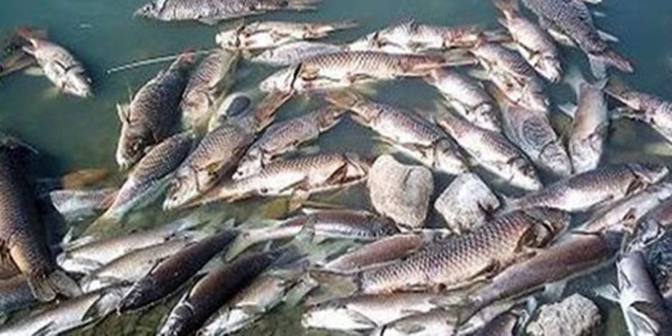 الصيد بالصعق الكهربائي.. جريمة في حق الأحياء المائية والأسماك