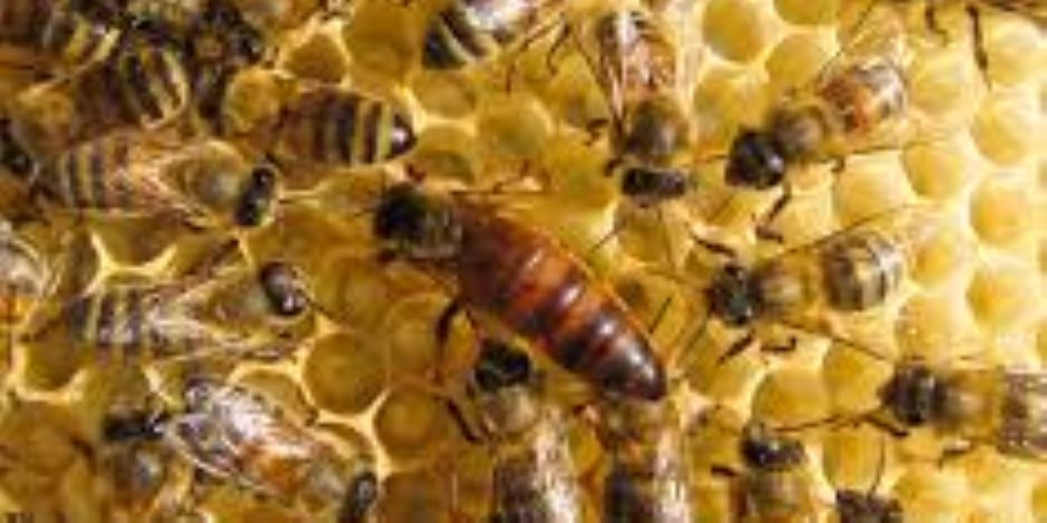 من كل داء دواء.. إعادة استخدام "سم النحل" لعلاج التهابات المفاصل