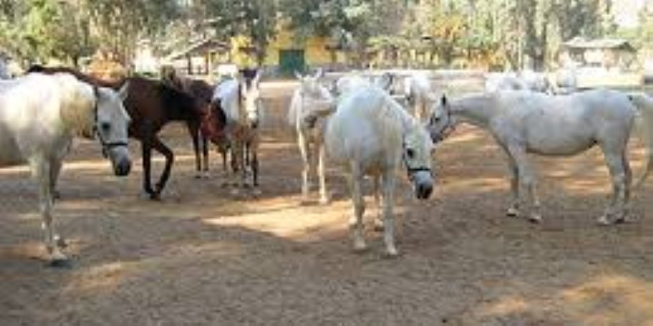 في مهرجانها السنوي محطة الزهراء لتربية الخيول العربية.. من هُنا تبدأ الأصالة