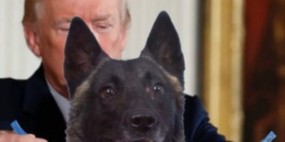 الرئيس الأمريكي يكرم كلب «عملية البغدادي» بطريقة خاصة.. وقلادة تكريمًا لدوره  
