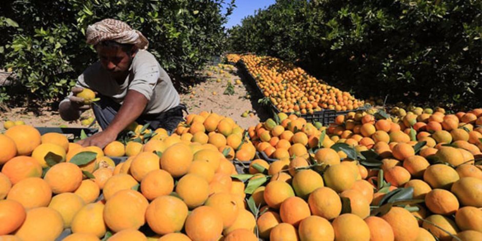  صادرات مصر الزراعية تصل لـ5 مليون طن وتحقيق الاكتفاء الذاتي لـ9 محاصيل