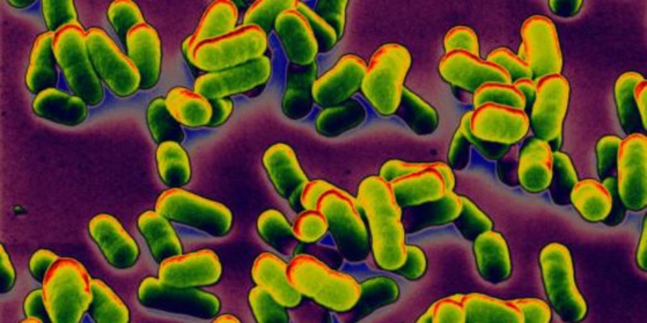 هل تتفاعل بكتيريا الأمعاء بشكل مختلف في البنات والأولاد؟