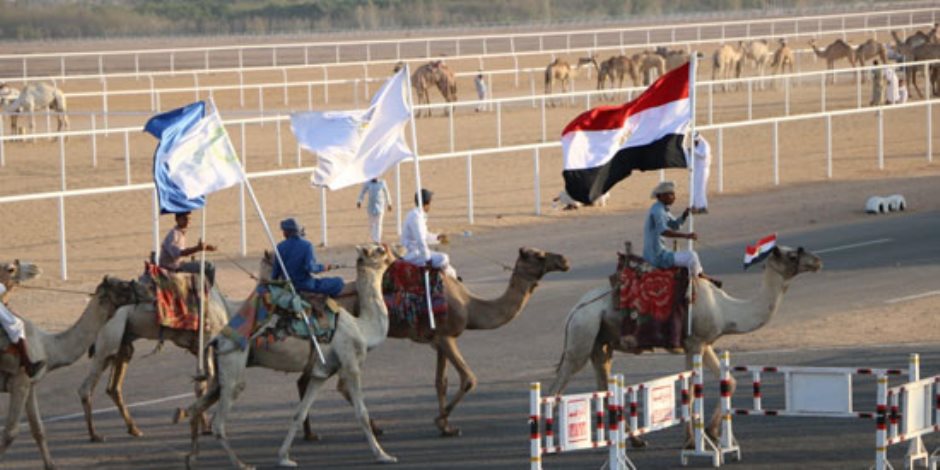 شرم الشيخ عاصمة سباقات الهجن المصرية.. استضافت أقوى المنافسات في فترة قليلة