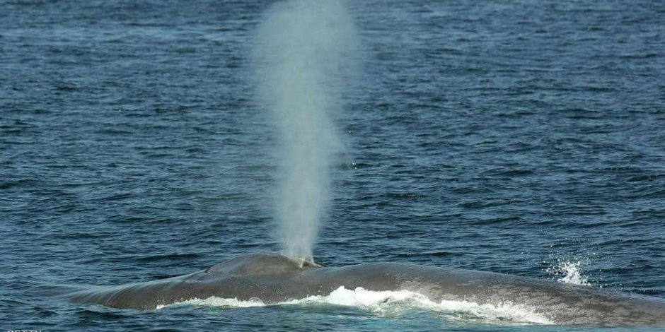 سر أكبر كائن على الأرض.. تسجيل نبضات قلب الحيتان الزرقاء