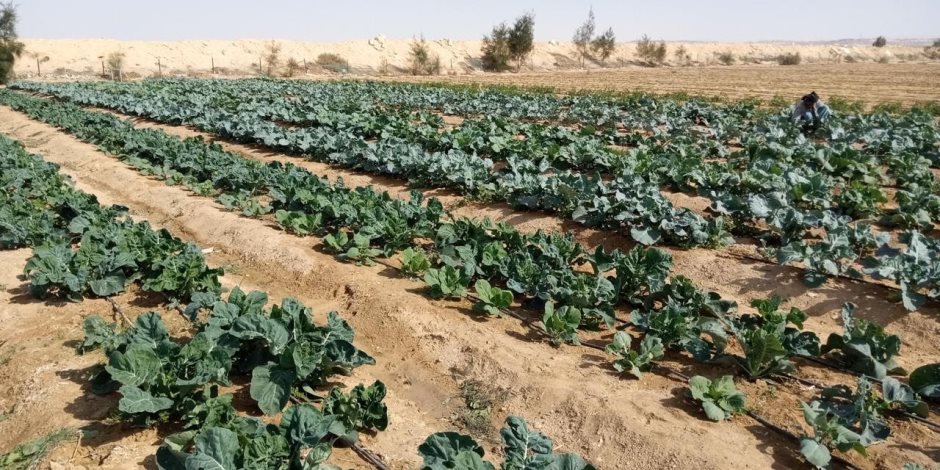 تنمية سيناء قطار لا يتوقف.. إنتاج الفواكه والخضروات في 11 تجمعا زراعيا بوسط الفيروز