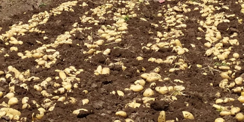 البرنامج الوطني لإنتاج تقاوي الخضر يدخل التاريخ.. والبداية بإنتاج البطاطس  