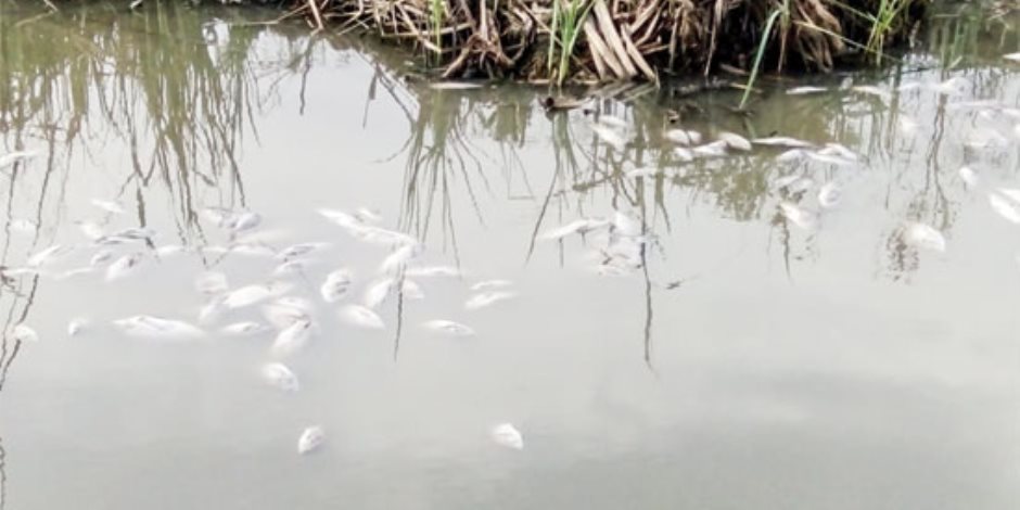 تحقيق استقصائي يكشف خطورة مياه بحيرة إدكو على الأسماك بسبب الصرف الصحي والصناعي
