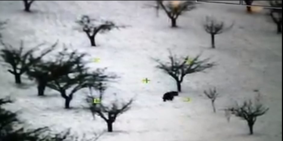 فيديو غريب..  تجول دب وسط الأشجار والثلوج فى شوارع بلدة لبنانية