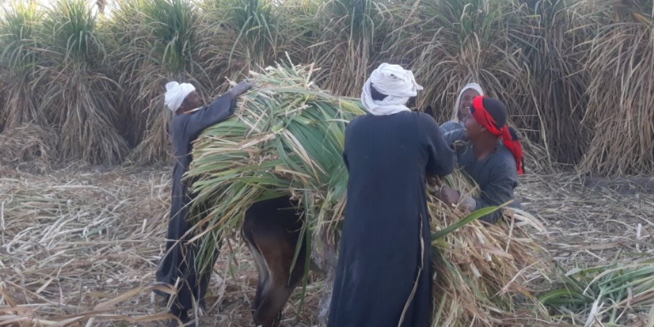 الإنتاج نحو 3 ملايين طن.. مزارعو القصب بقنا يبدأون توريد محصولهم للمصانع