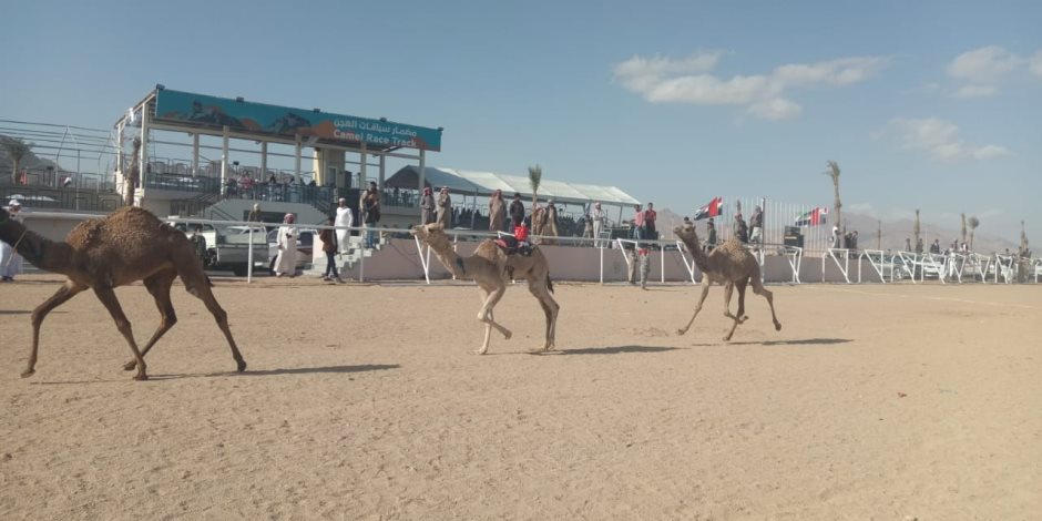 سباقات مهرجان شرم الشيخ للهجن تشهد تنافسا وتحديا من قبل ملاك الهجن والمضمرين (صور)