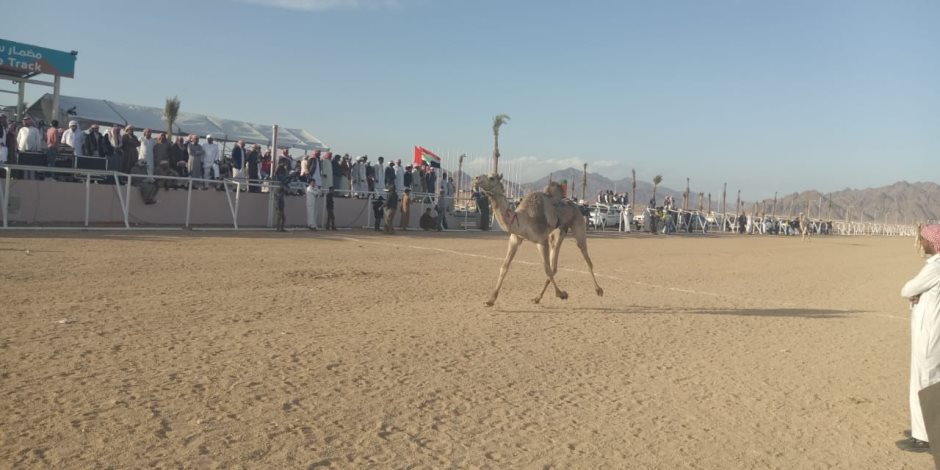 ننشر نتائج سباقات الفترة الصباحية لفعاليات مهرجان شرم الشيخ للهجن (صور)