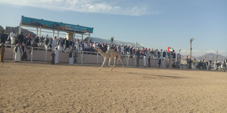 ننشر نتائج سباقات الفترة المسائية لفعاليات ثان أيام مهرجان شرم الشيخ للهجن (صور)