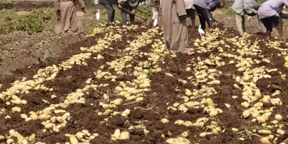 نجاح تجربة جديدة لزراعة البطاطس في بني سويف تضاعف إنتاجية المحصول لـ 13 طناً للفدان بدلاً من 8