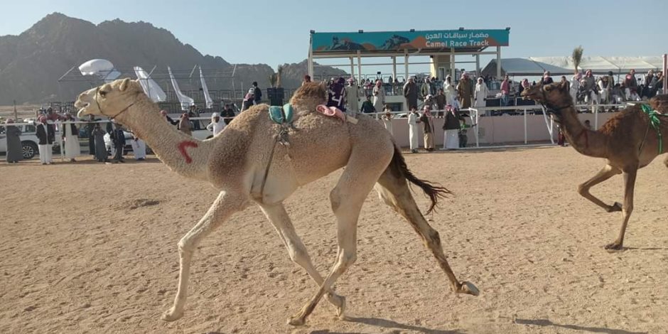أهالي سيناء: مهرجان سباق الهجن موروث رياضي وسياحي حقق أهدافه وأكد على أمن واستقرار سيناء (صور)
