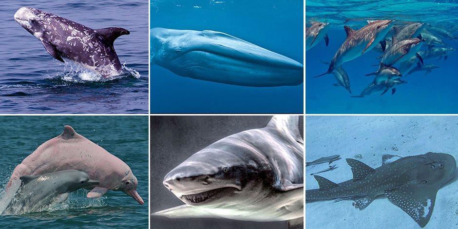 13 نوعا من الدلافين تسكن مصر.. البحر الأحمر يحتضن كائنات نادرة تصل لـ 44 سلاسلة