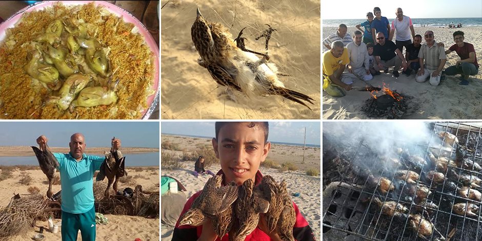 رحلات صيد الأسماك والطيور البرية.. «صوت الأمة» تنقل الأجواء في ربوع شمال سيناء (صور) رحلات صيد الأسماك والطيور البرية.. «صوت الأمة» تنقل الأجواء في ربوع شمال سيناء (صور)