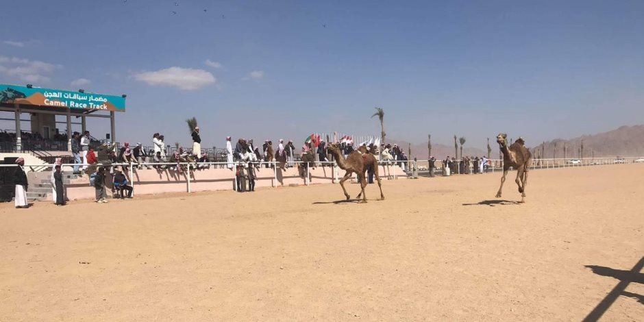 مهرجان شرم الشيخ للهجن يستهل سباقات يومه الثاني بـ 3 أشواط محافظات وماراثون (صور)