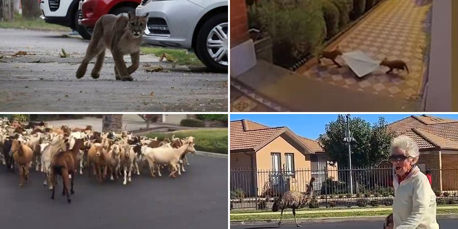 حيوانات تتحدى قرارات «حظر التجول» وتحتل شوارع العالم (صور وفيديو)