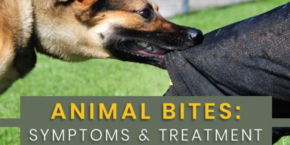 بين الأعراض والعلاج.. عوامل الخطر والوقاية من عض الحيوانات