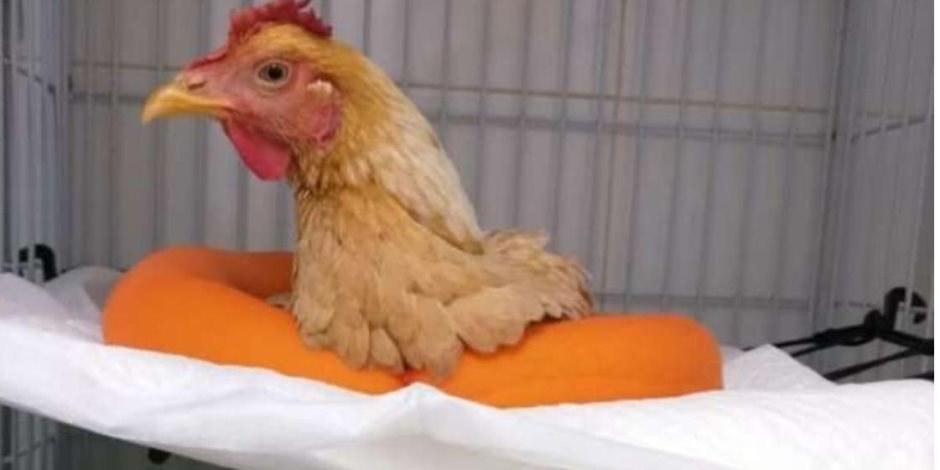 نقابة البيطرين تتحدث عن جراحة الدجاجة المزيفة: تحمل الجنسية البرازيلية