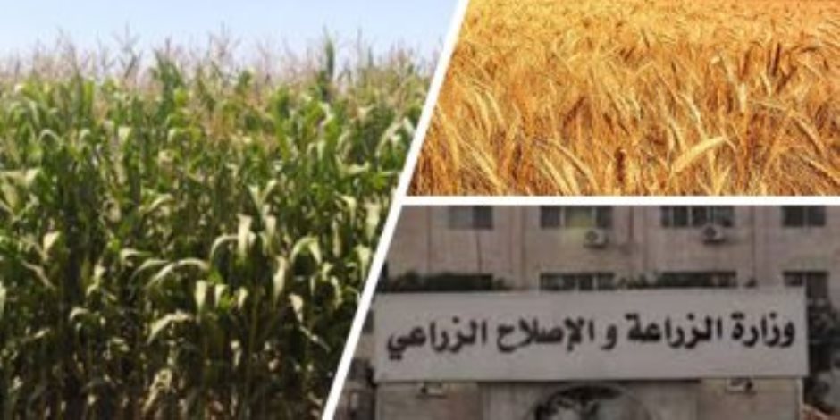 البحوث الزراعية تواجه المناخ المتغير: تقاوي 3 أصناف جديدة من القمح عالية الإنتاجية للموسم الجديد