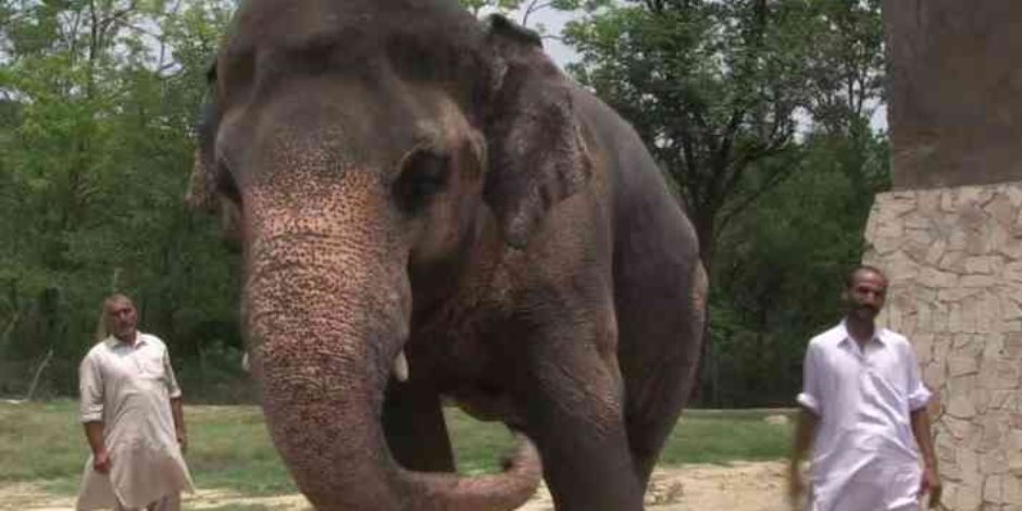 خطة في باكستان لإيواء الفيل «كافان» المعروف «بالأكثر وحدة في العالم» داخل حديقة حيوان