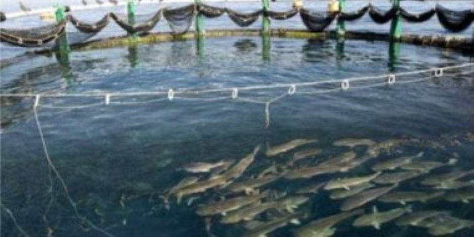 الأرقام ترد على المشككين.. زيادة الإنتاج السمكي 38% والمزارع تستحوذ على النصيب الأكبر بـ1.6 مليون طن