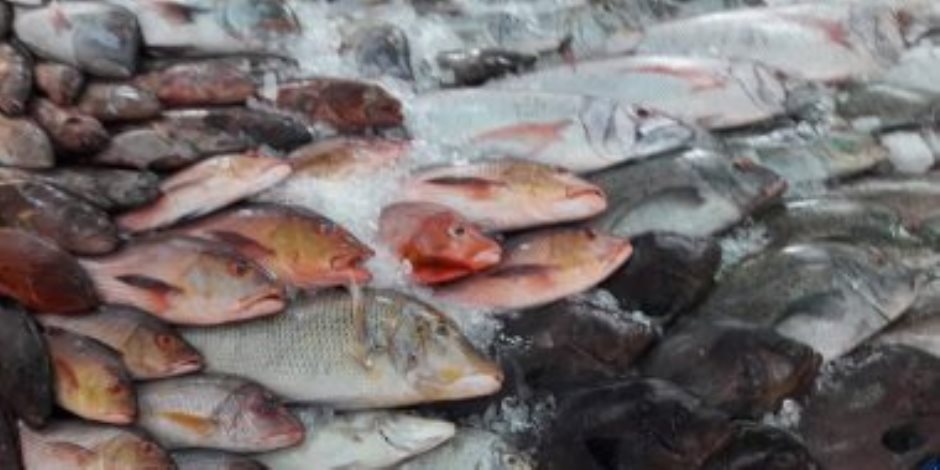 المستشار القانوني لإدارة سوق أسماك بورسعيد: الأسعار انخفضت 70% نتيجة حملة المقاطعة