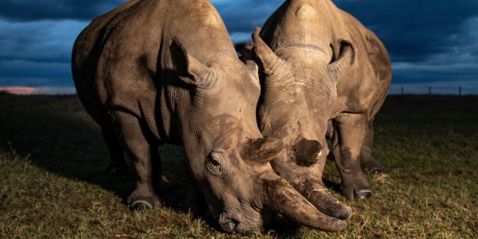 انقراض وحيد القرن يتصدر التريند ومخطط لأنجابه بالمختبر"صور"