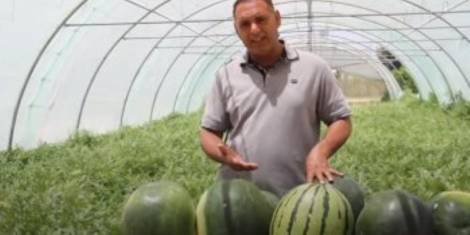للمرة الأولى في مصر.. زراعة 500 فدان من البطيخ الأصفر والأحمر بدون بذر 