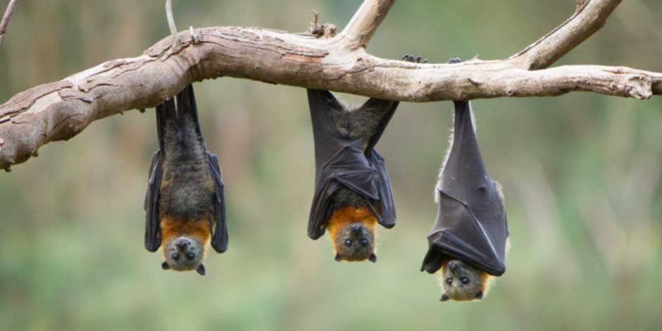 تفاصيل اكتشاف الصين 5 فيروسات جديدة في الخفافيش تهدد البشر