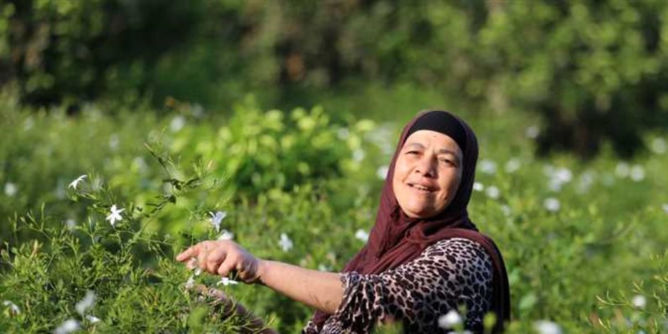 الإحصاء: مليار و985 مليون جنيه صادرات مصر من النباتات العطرية خلال 9 أشهر